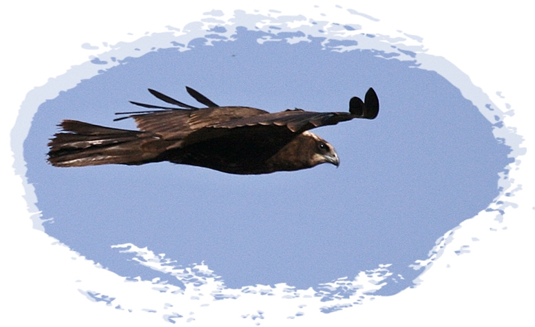 Western Marsh Harrier