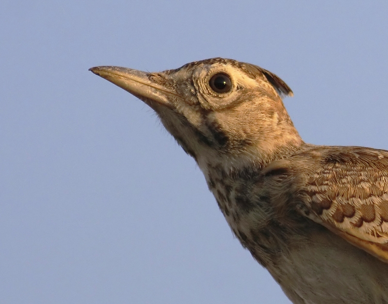 Crested Lark