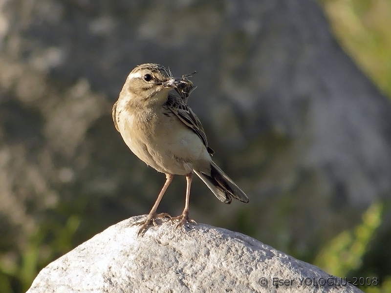 Tawny Pipit