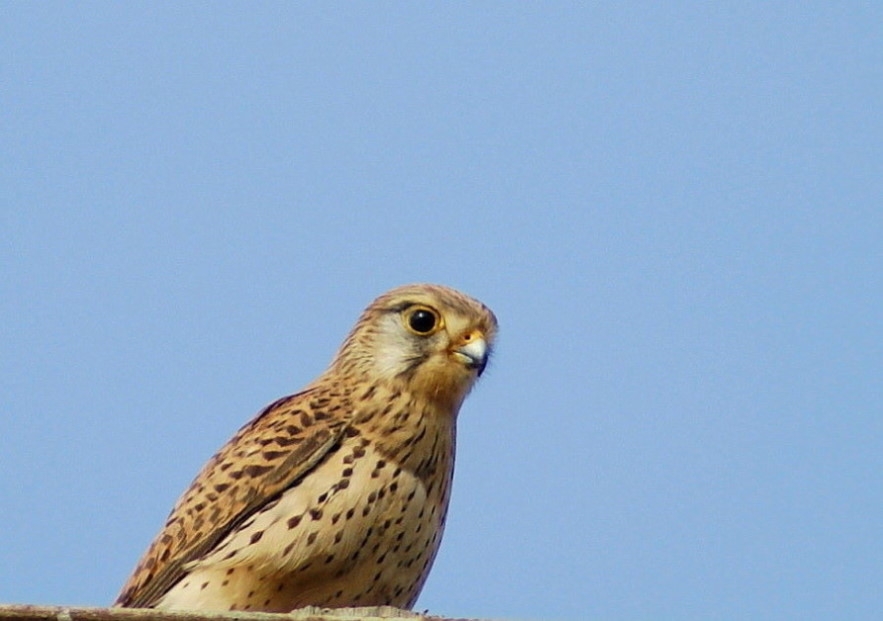 Küçük Kerkenez