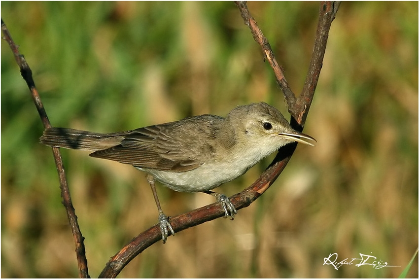 Eastern Olivaceous Warbler