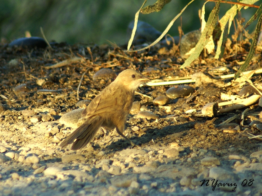 Iraq Babbler