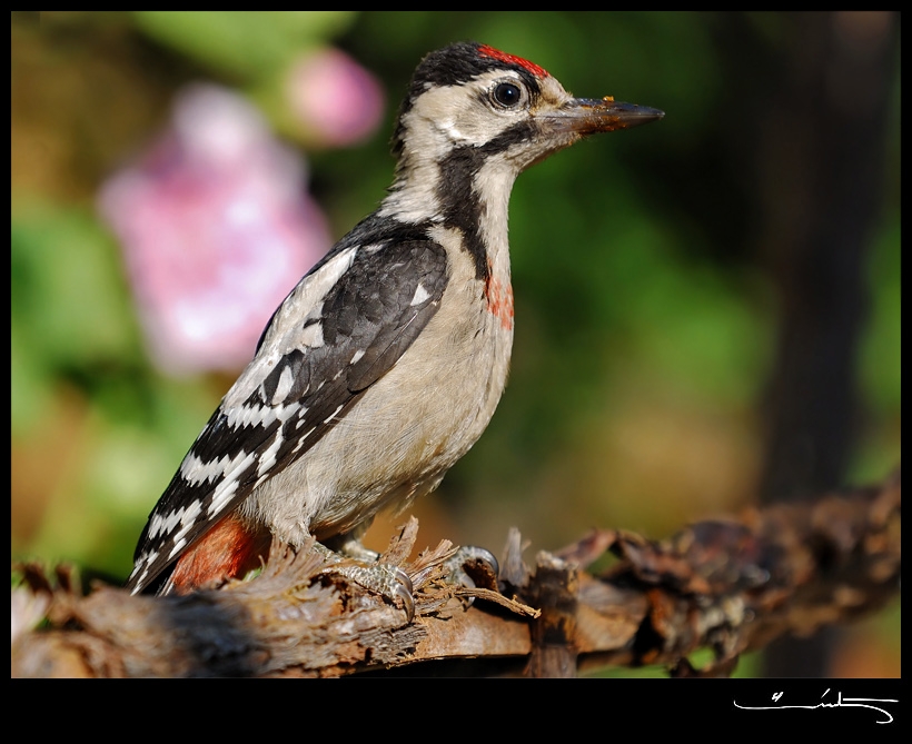 Syrian Woodpecker
