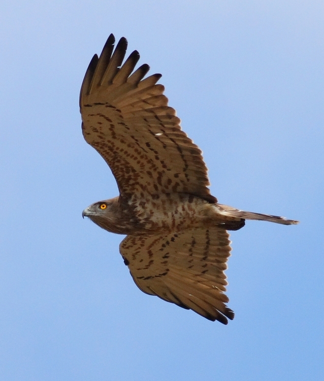 Short-toed Snake Eagle