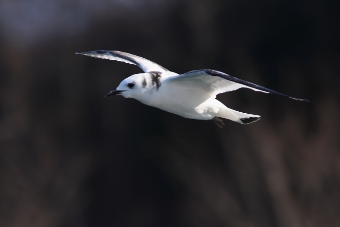 Black-legged Kittiwake
