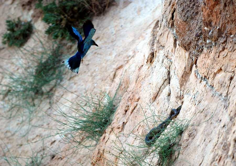 European Roller