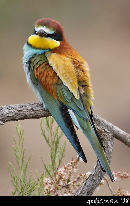 European Bee-eater
