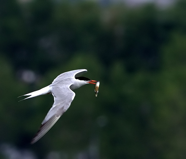 Common Tern