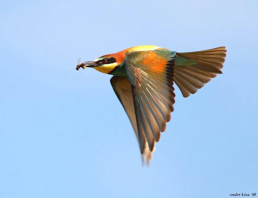 European Bee-eater