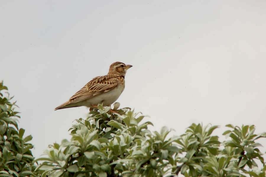 Bimaculated Lark