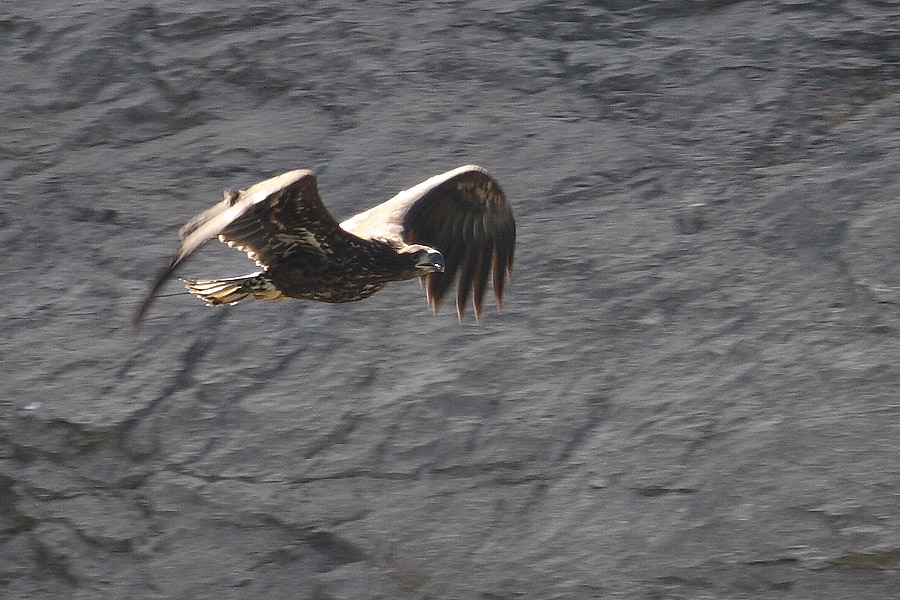 White-tailed Eagle