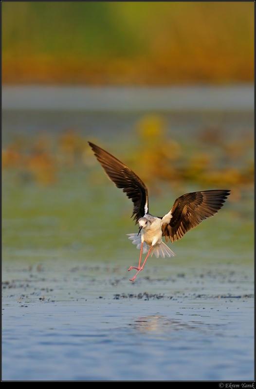 Black-winged Stilt