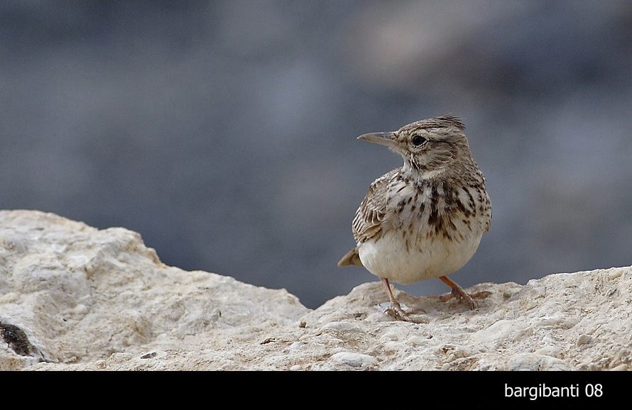 Crested Lark