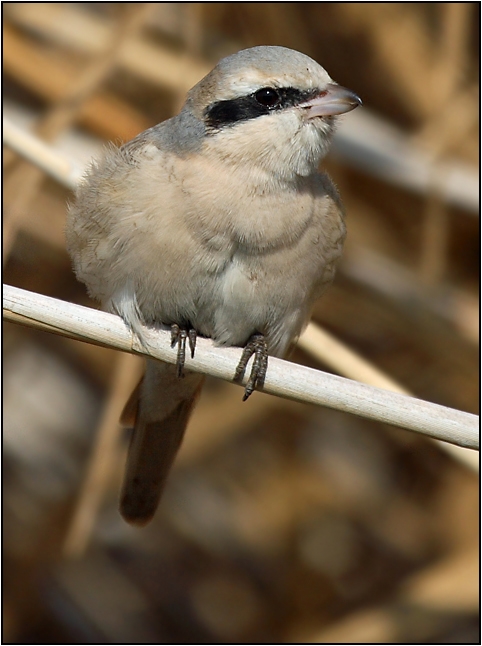Red-tailed Shrike