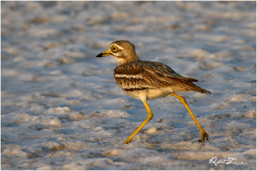 Eurasian Stone-curlew