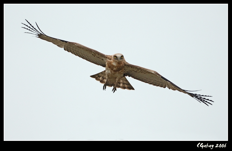 Short-toed Snake Eagle