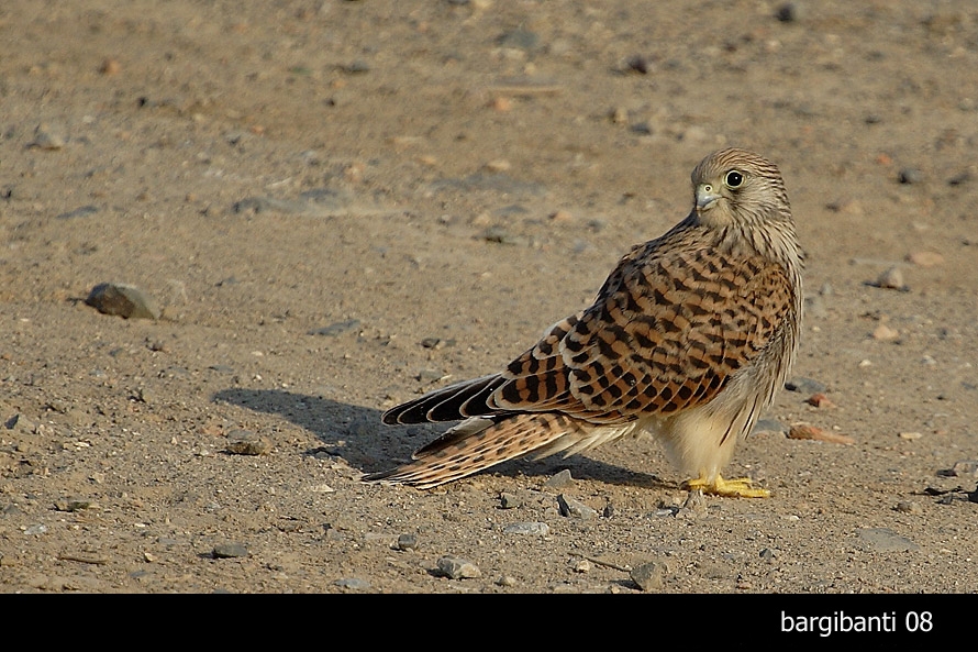 Lesser Kestrel