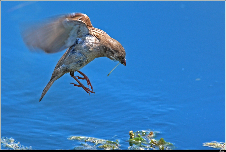 House Sparrow