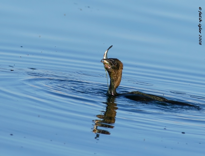 Pygmy Cormorant