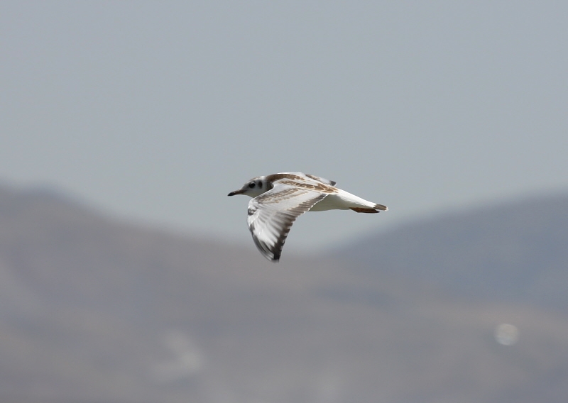 Black-headed Gull
