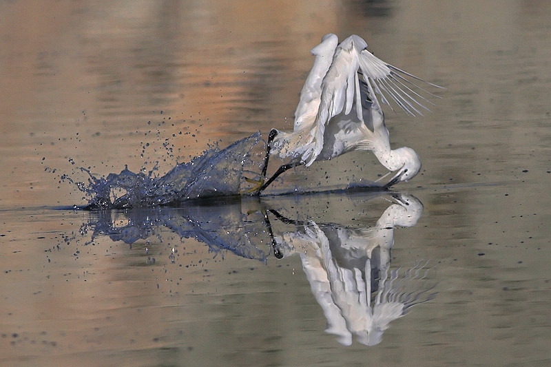 Little Egret