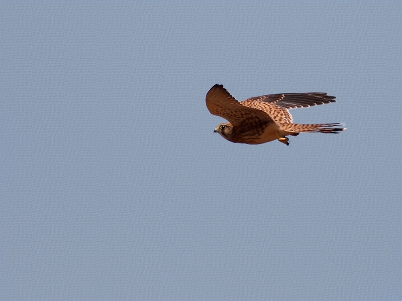 Common Kestrel