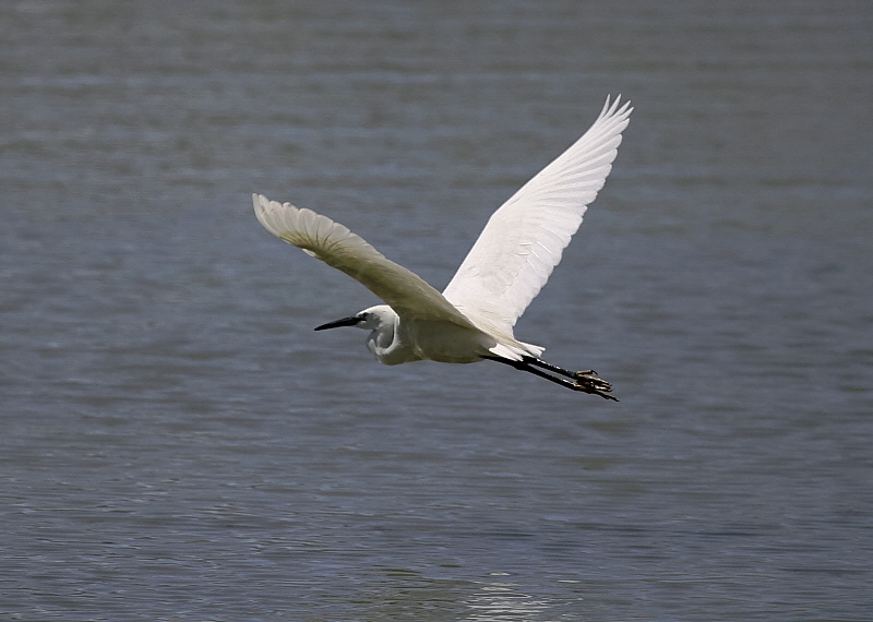 Little Egret