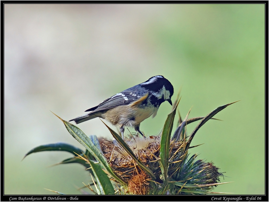 Coal Tit