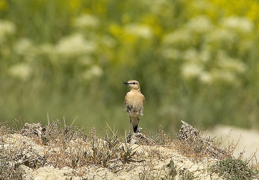Isabelline Wheatear