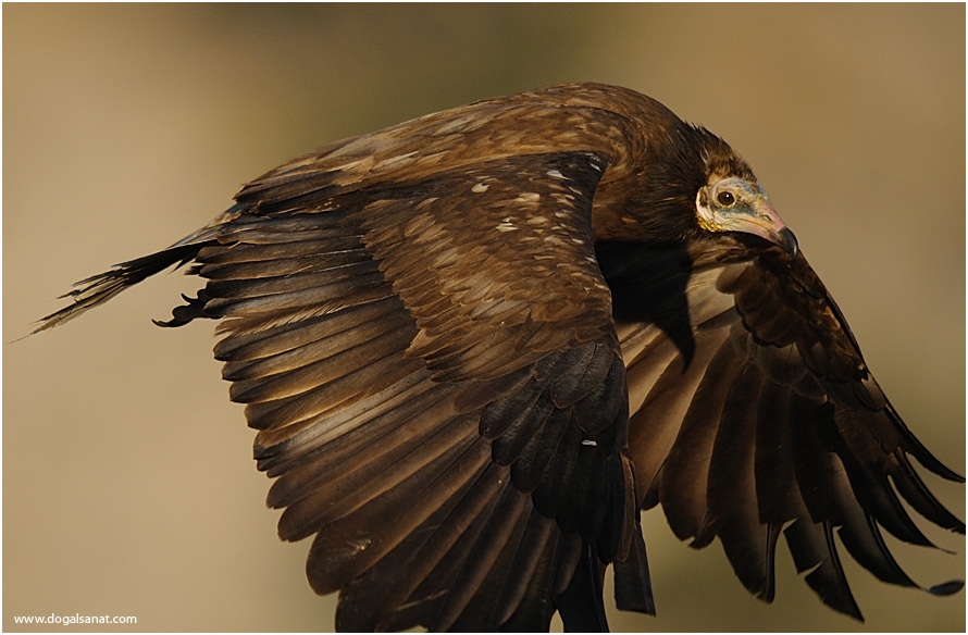 Egyptian Vulture