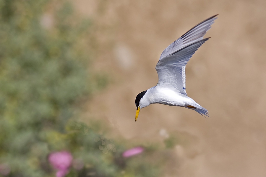 Little Tern