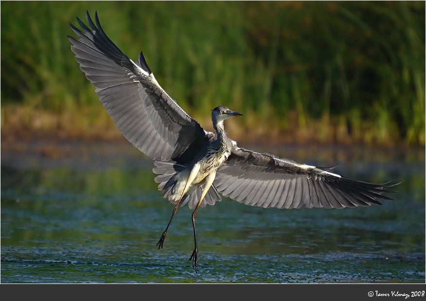 Grey Heron