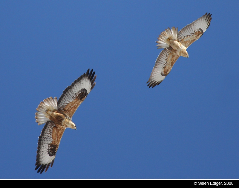 Long-legged Buzzard