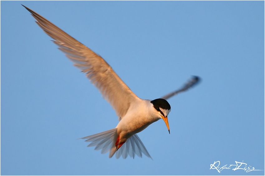 Little Tern
