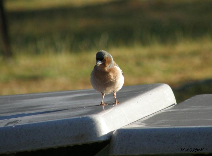 Eurasian Chaffinch