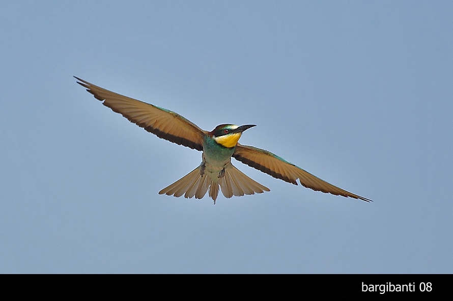 European Bee-eater