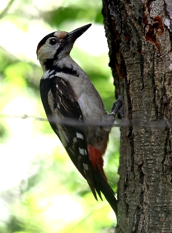 Syrian Woodpecker
