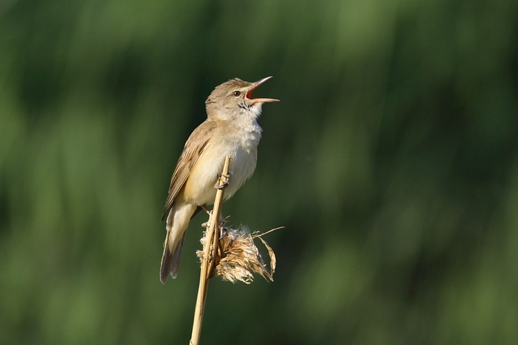 Great Reed Warbler