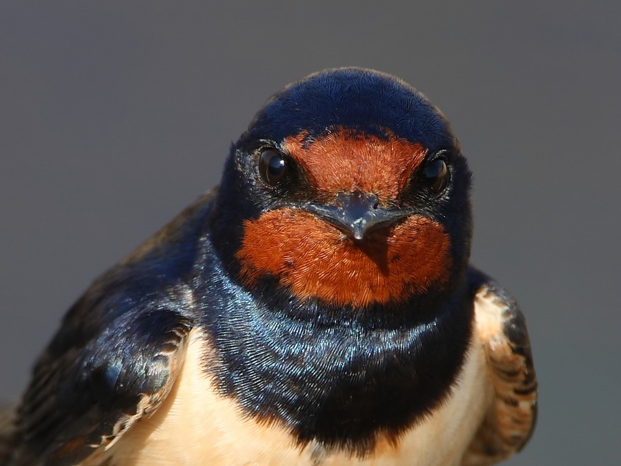 Barn Swallow