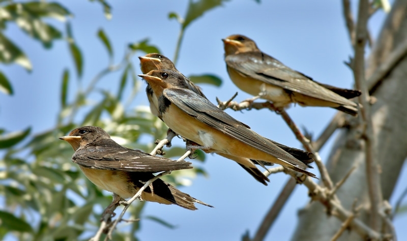 Barn Swallow