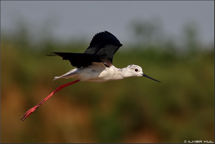 Black-winged Stilt