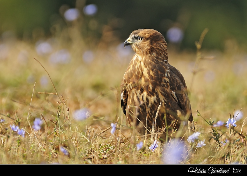 Common Buzzard