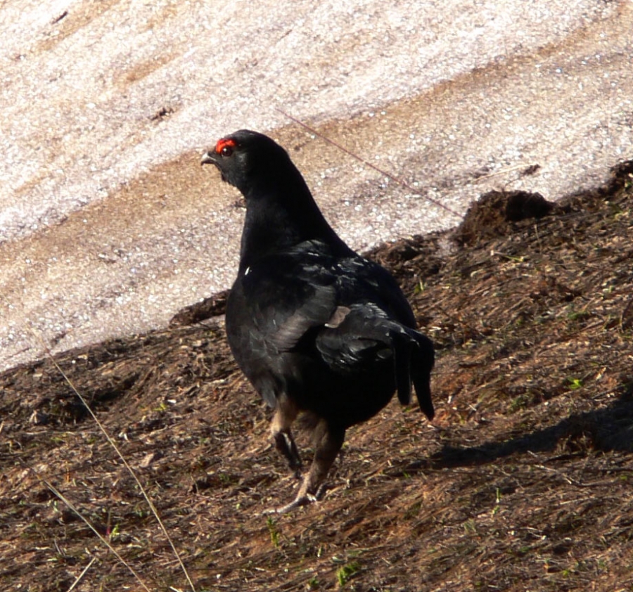 Caucasian Grouse