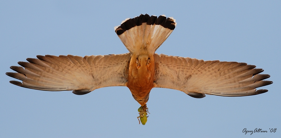 Lesser Kestrel