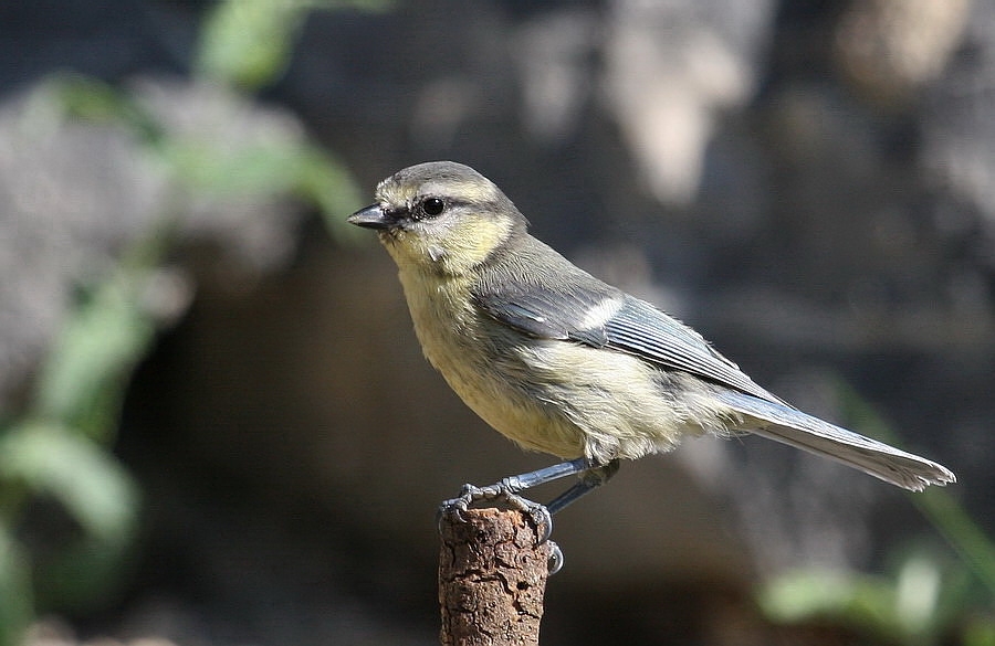 Eurasian Blue Tit
