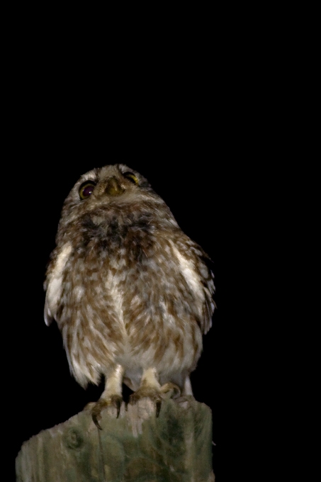 Little Owl