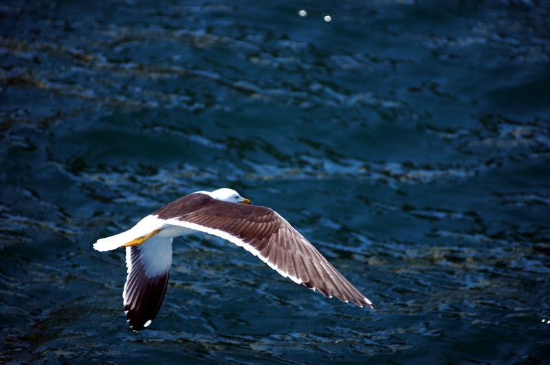 Lesser Black-backed Gull