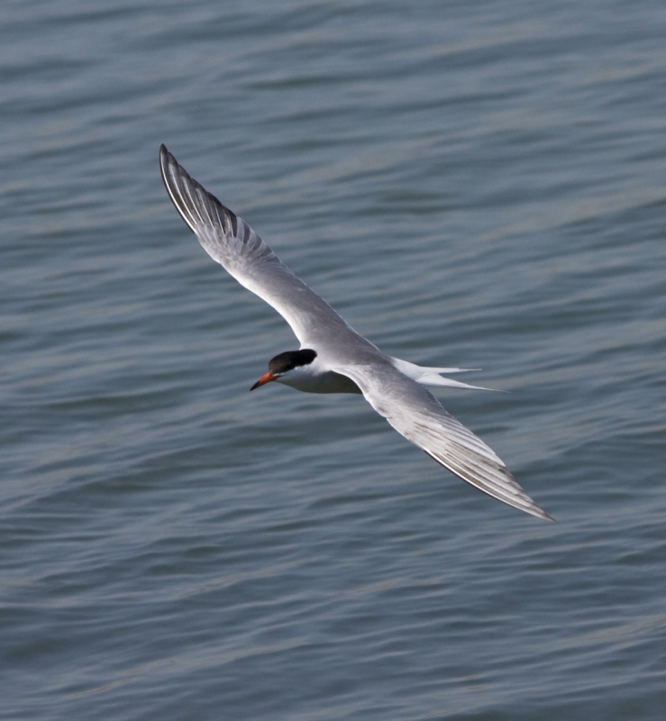 Common Tern