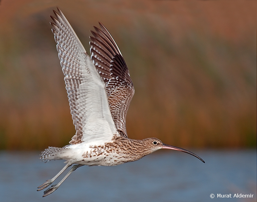 Eurasian Curlew
