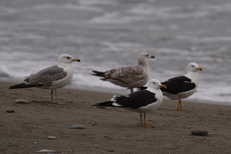 Lesser Black-backed Gull
